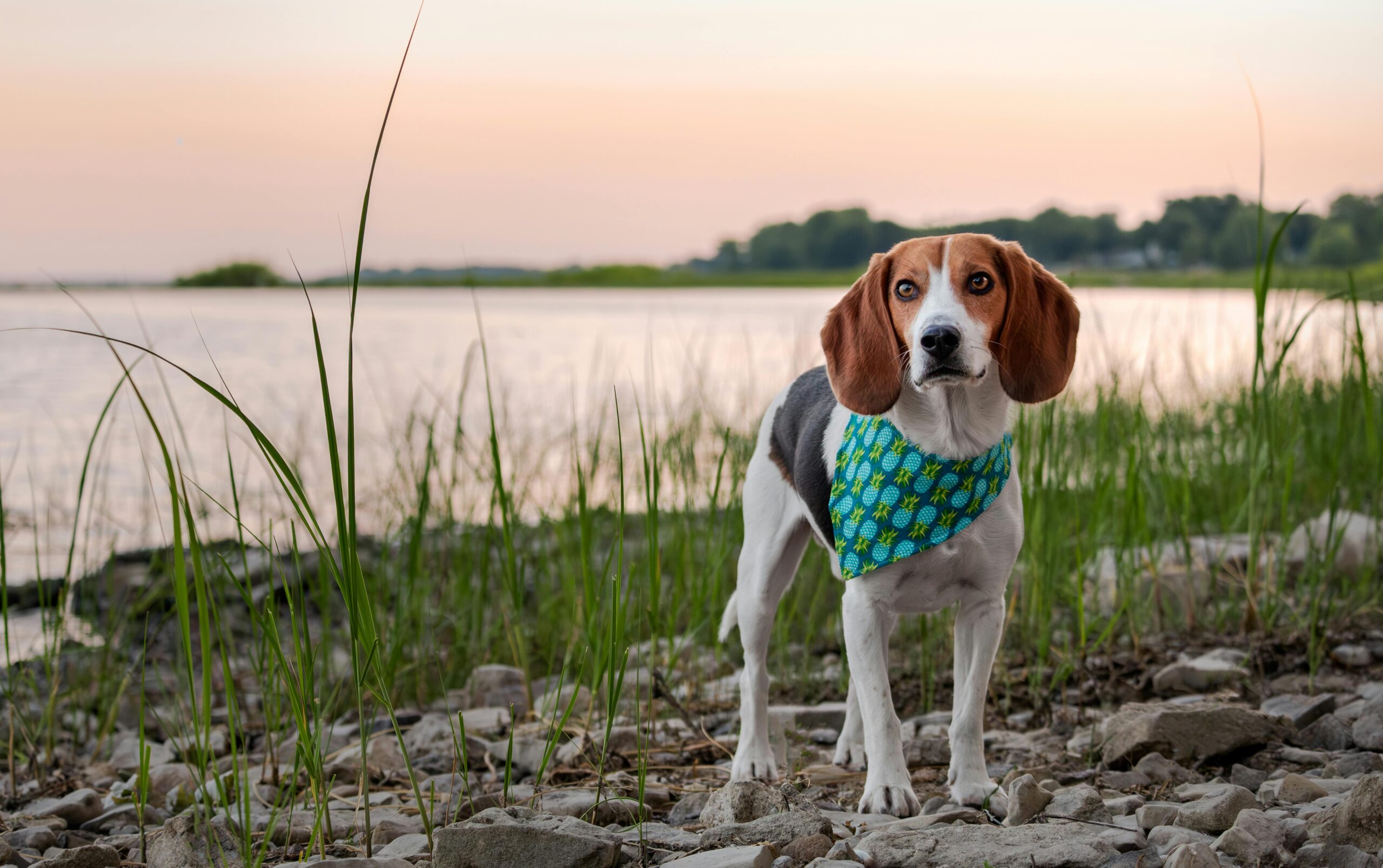 Canada Pet care