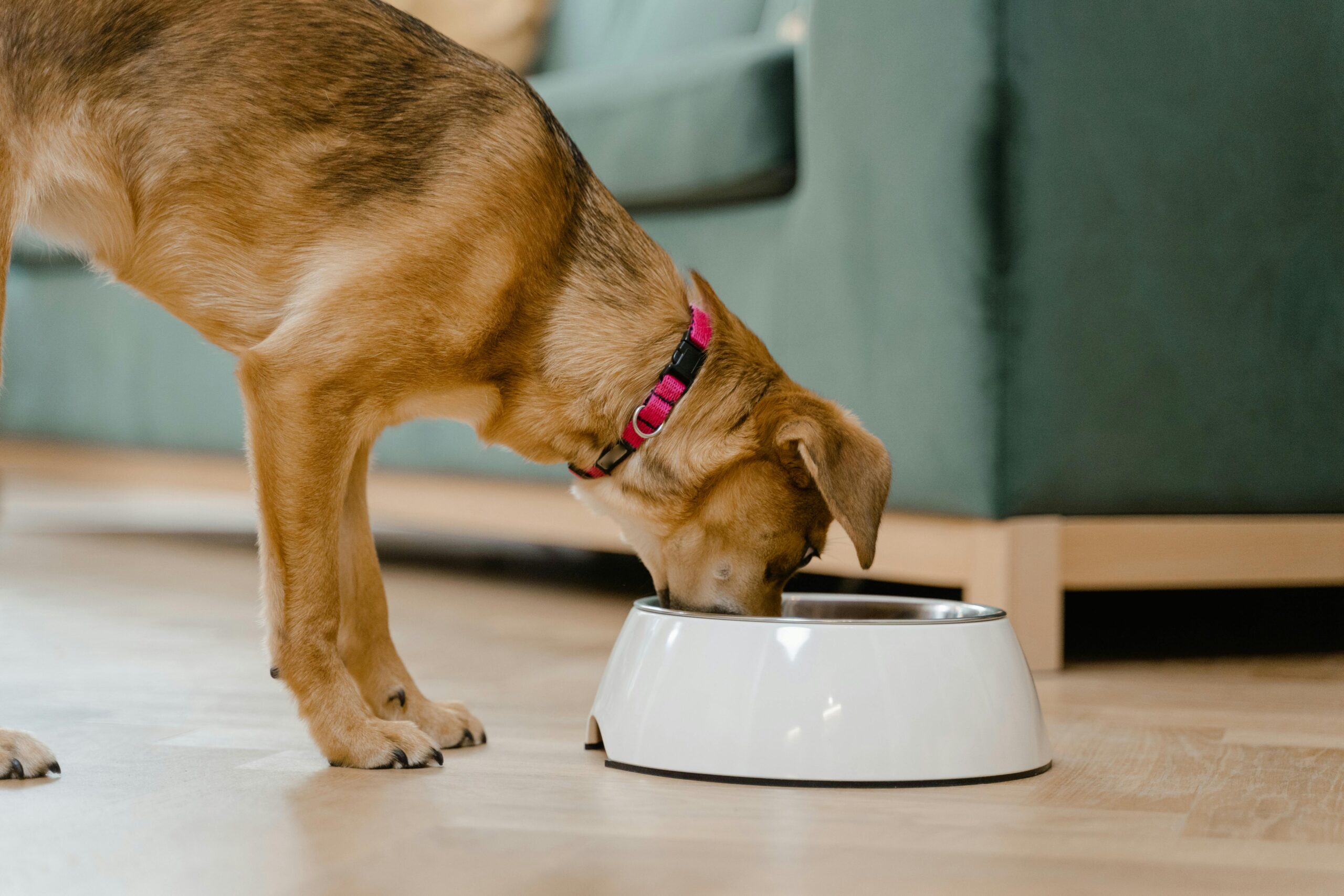 Science Diet Dog Food